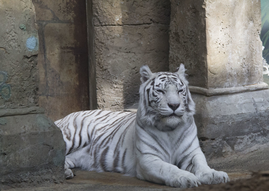 Белый тигр - Виктория Трунова