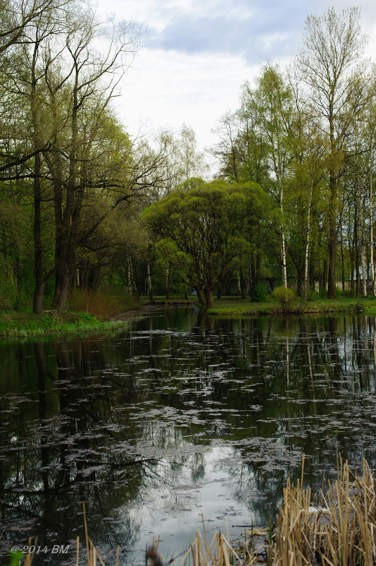 "Есть в графском парке старый пруд..." - Виола Мясникова