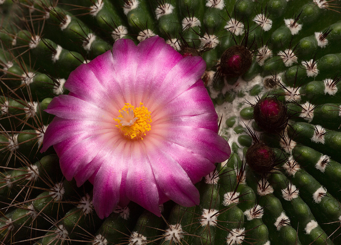 My cactus - Vladimir Bokser