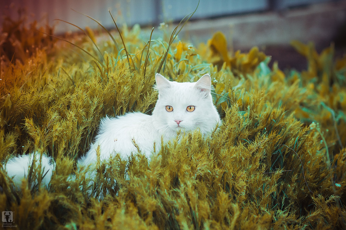фотосессия кота - Екатерина Зыбина