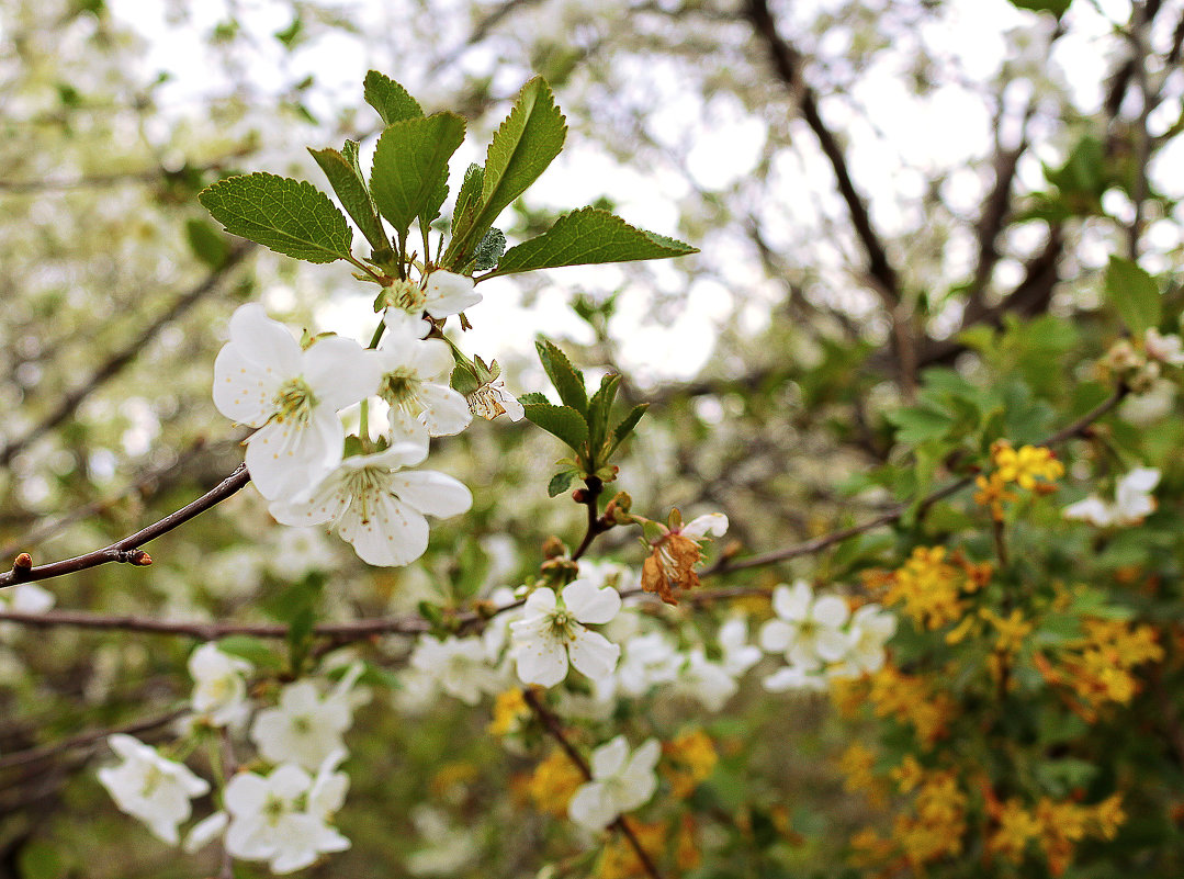 Цветет вишня (на фоне цветущей смородины) - Svetlana Bikasheva