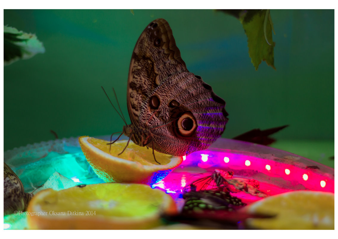Живые тропические бабочки. - Oksana Ditkina