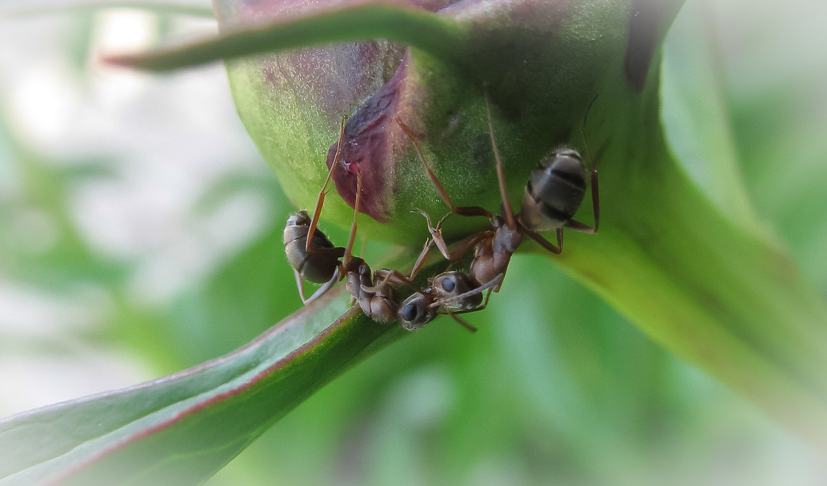 Из жизни муравьев - Елена 