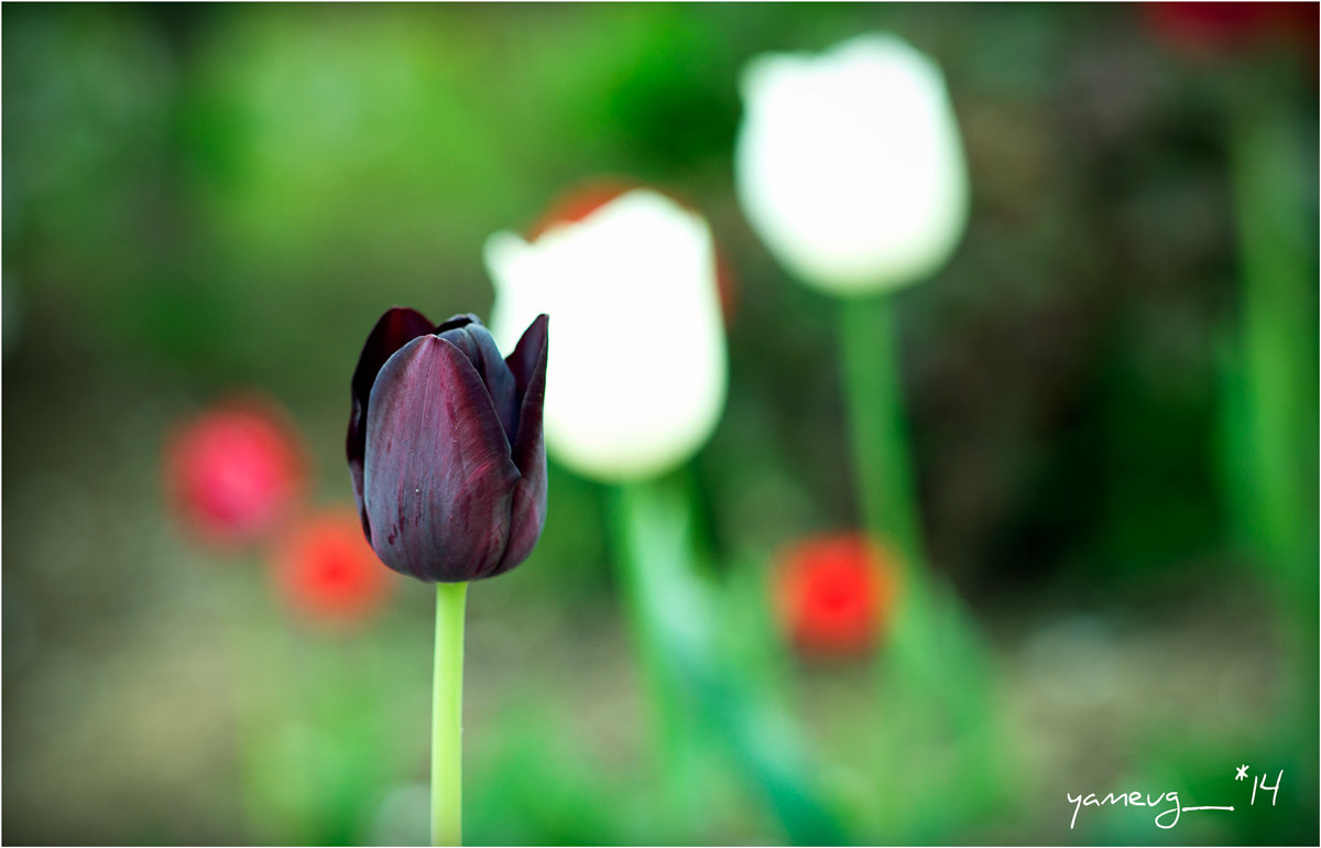 tulip14 - yameug _
