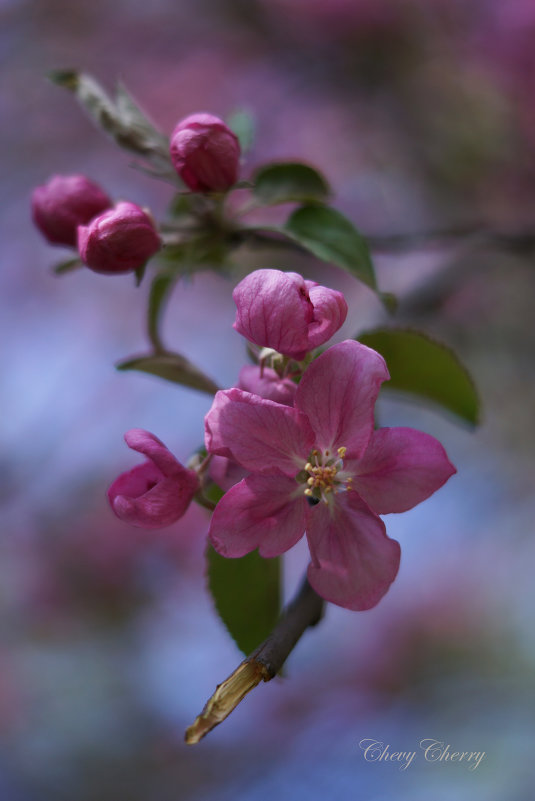 цветок яблони - Алёна ChevyCherry