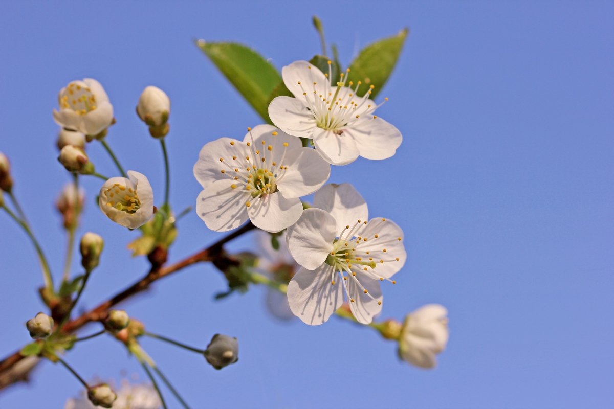 Веточка цветущей вишни - Александр Николаев