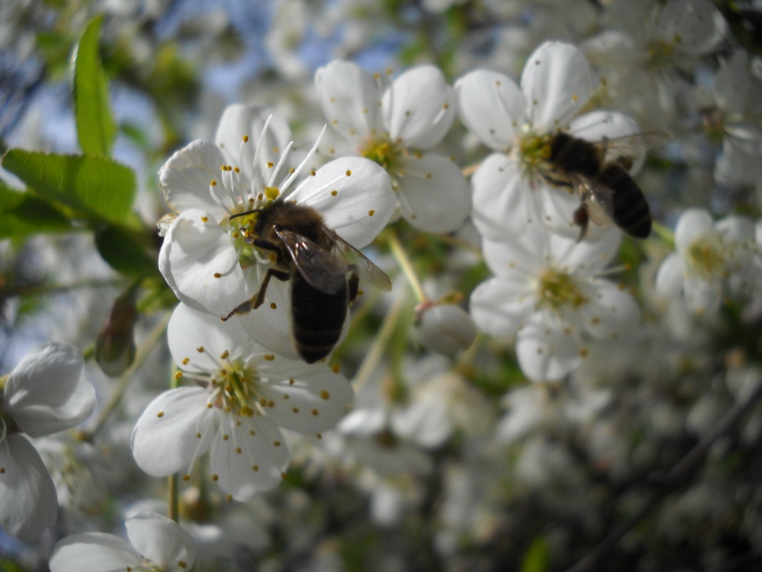 Пчелки -напарницы - Arusia Davrisheva