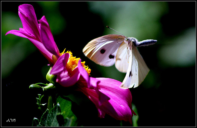 Бабочки - AVETIS GHAZANCHYAN