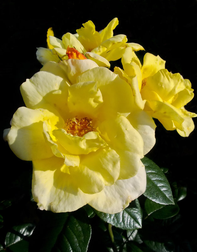Солнечные розы - lady v.ekaterina
