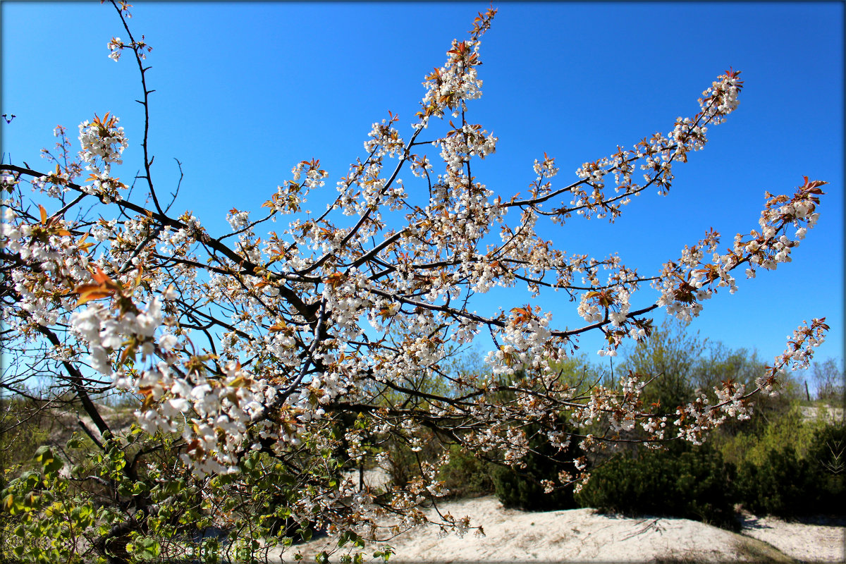 Blossoming dunes - Janis Jansons