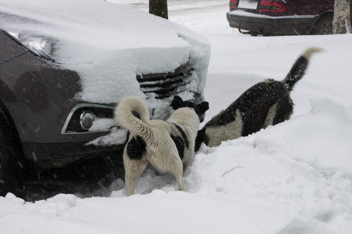 7 мая, люди со снегом уже не справляются, одна надежда на собак... - Наталья Федорова