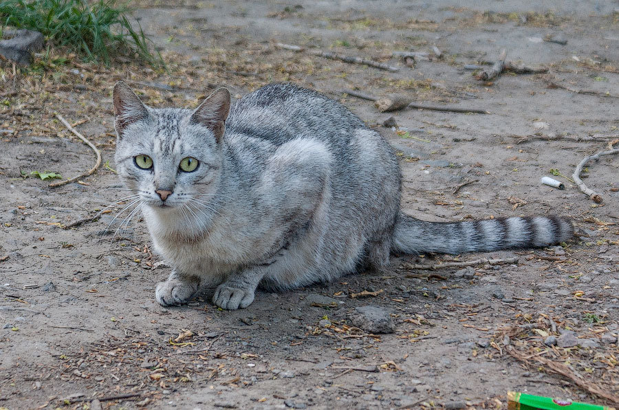 Кошка смотрит на собаку - Валентина Ломова