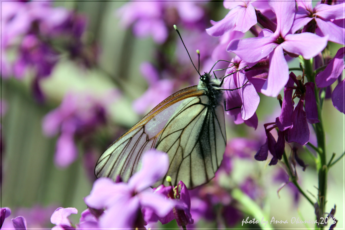 Бабочка на цветке - Анна Окунева
