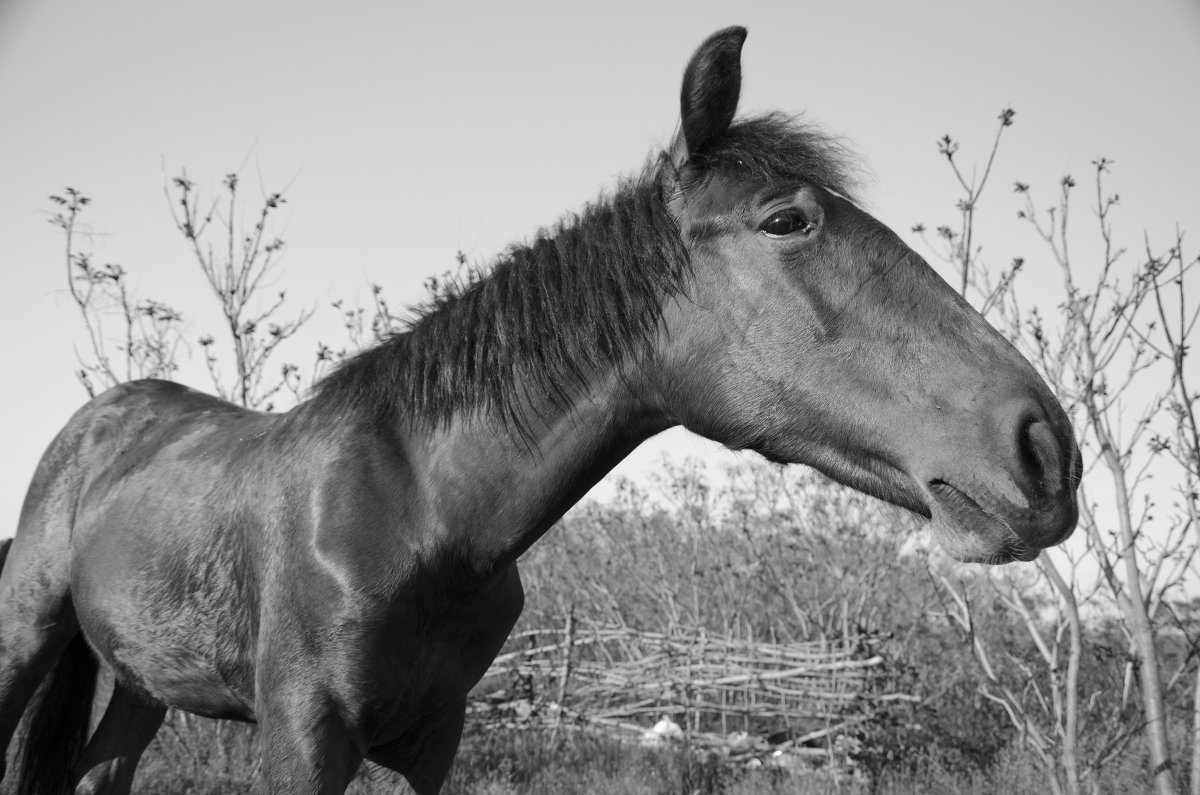 лошадь - Бронская Виктория 