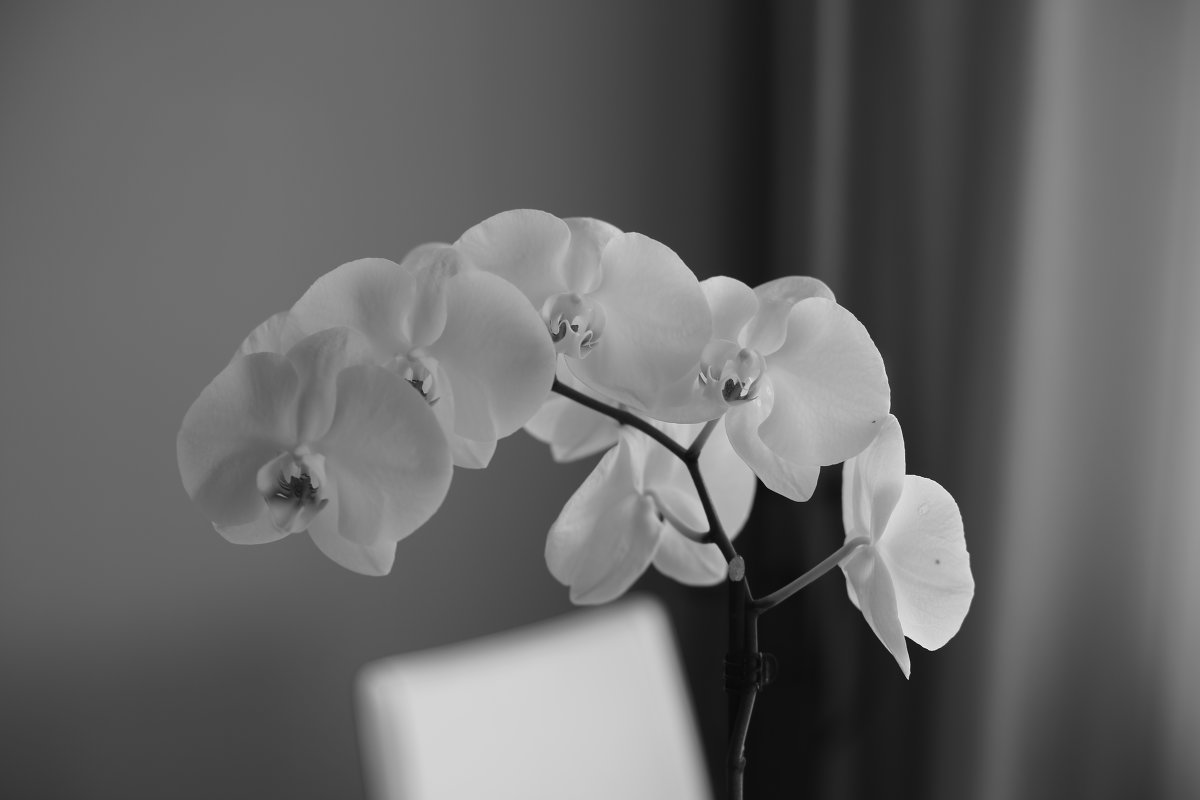 Орхидея - Tatiana Khoroshilova