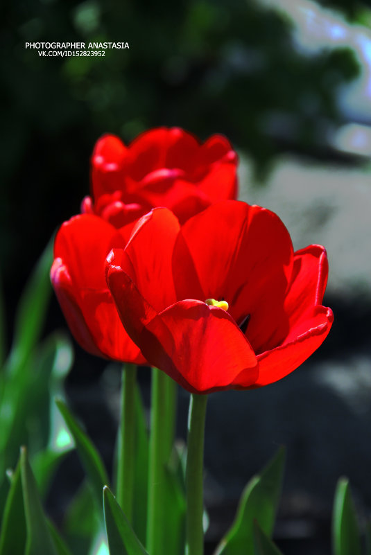 Тюльпаны - Анастасия Тетерская