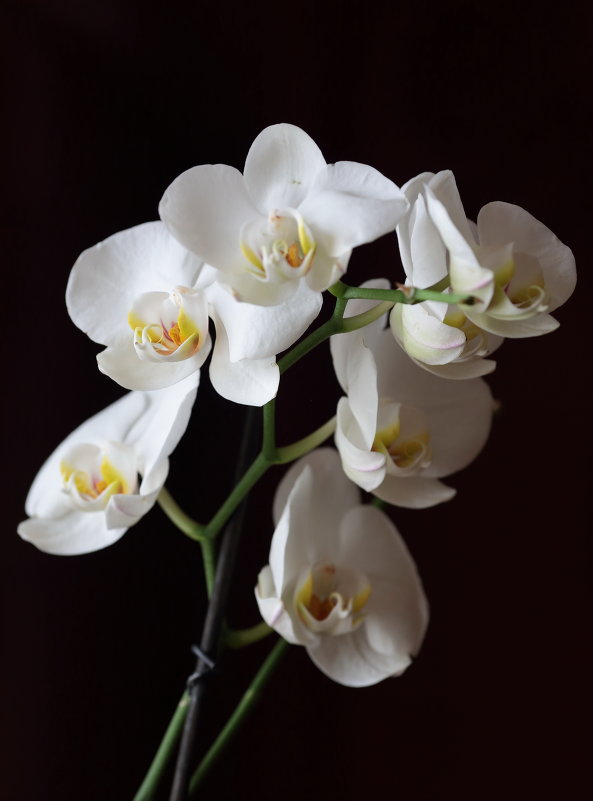 Орхидея - Вячеслав 