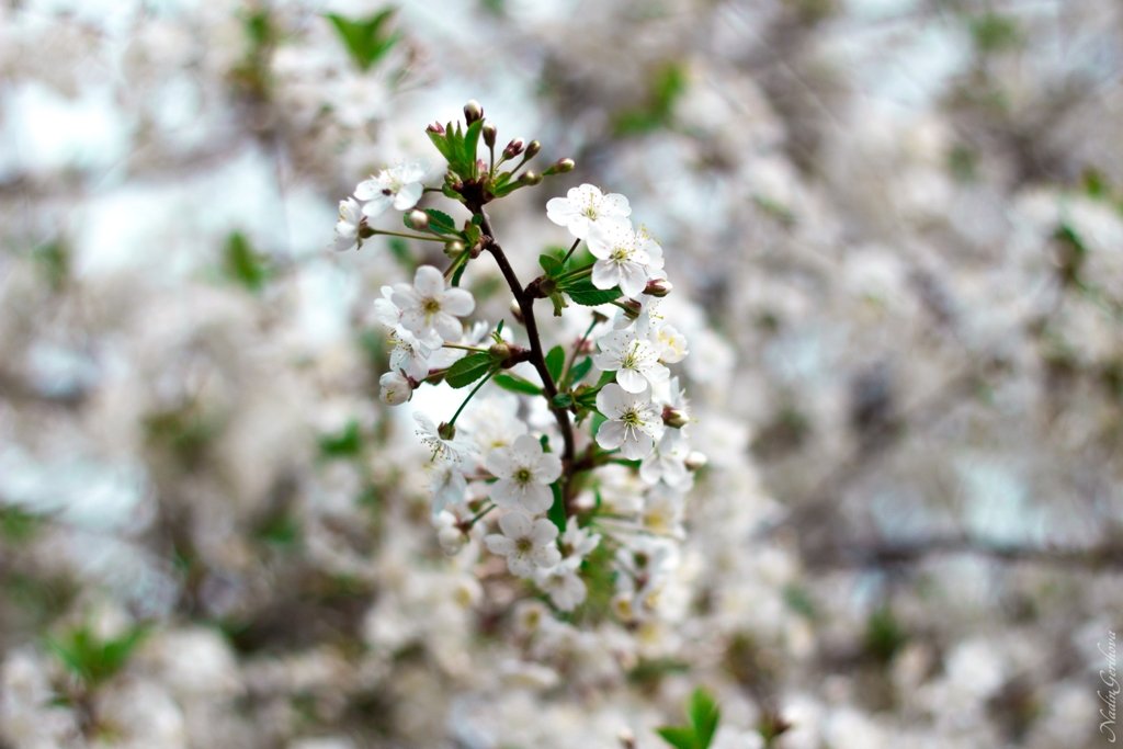 Самое незабываемое весеннее цветение вишни) - Nadin Keara