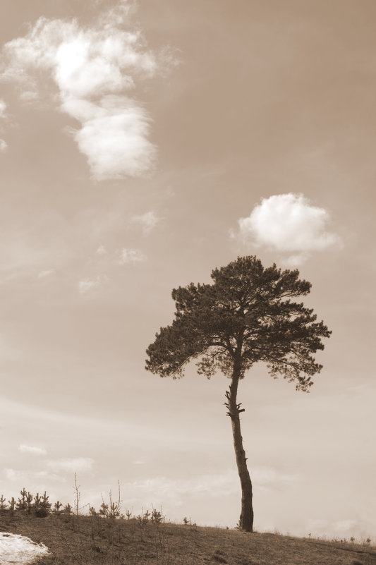 Одинокое дерево - Varvara Belousova