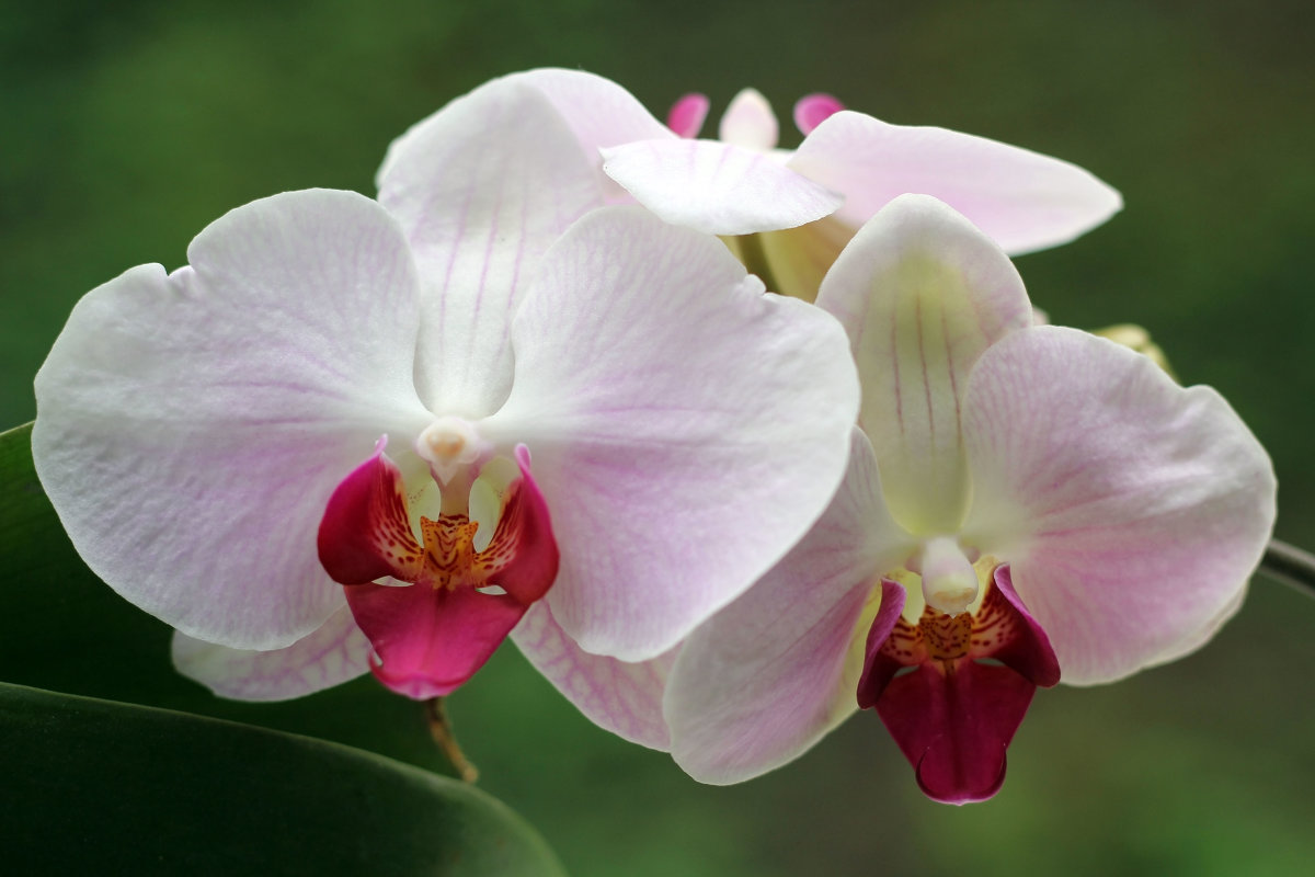 Орхидея - Aнна Зарубина