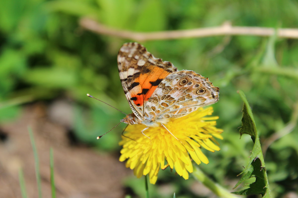 butterfly - Алёна Родионова