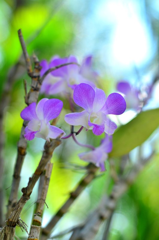 Орхидея с о.Пхукет - Ксения Базарова