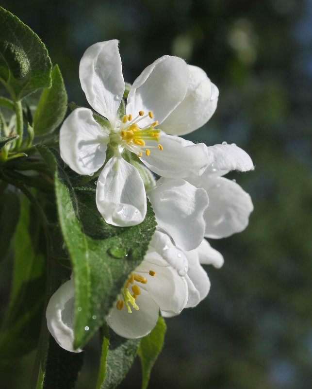 Цвет яблони - Регина Богомолова