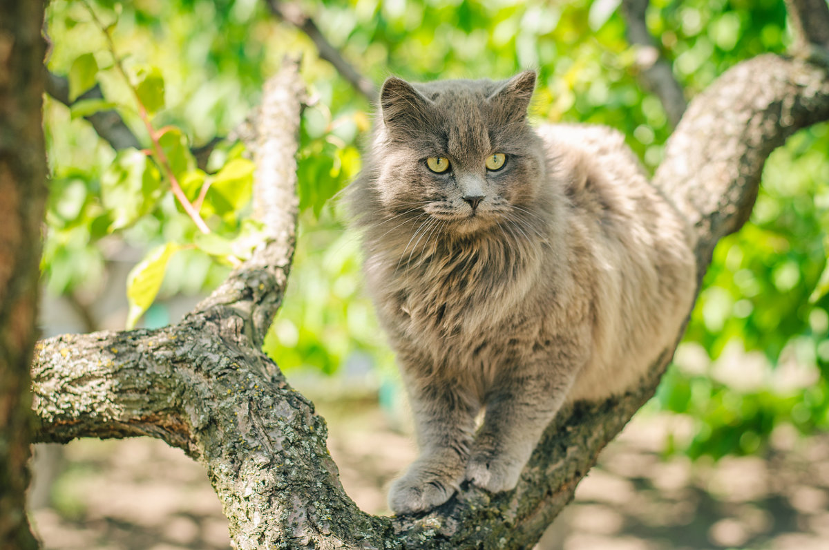 Котя - Олексій Бачурський