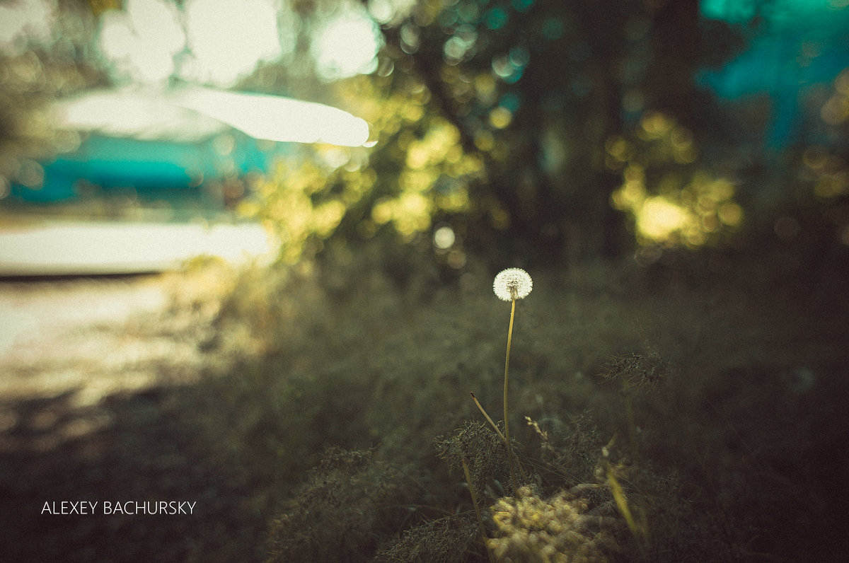 Dandelion - Олексій Бачурський