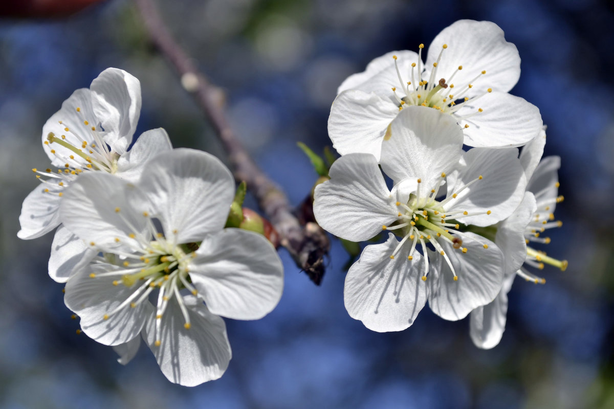 Цветение вишни - Никита Мяу