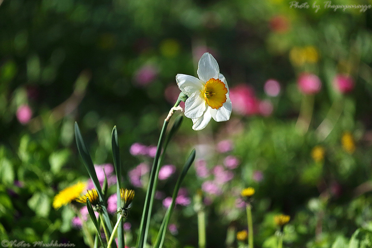 White narcissus - Виктор Мушкарин (thepaparazzo)