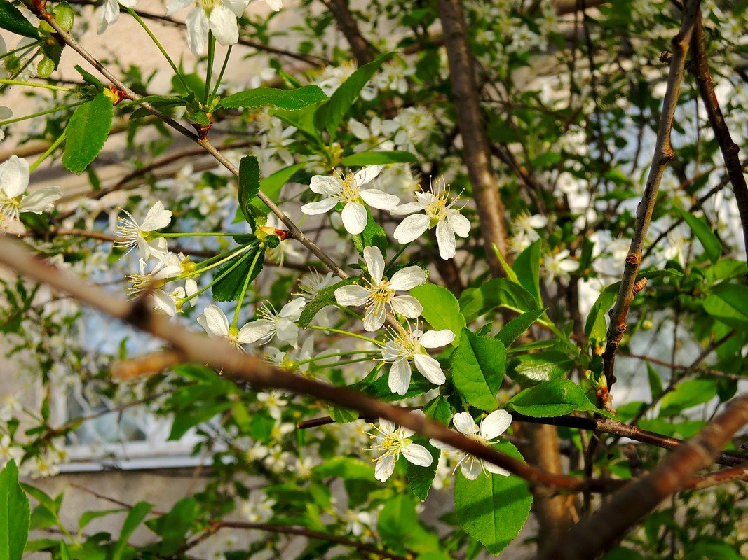 Цветы вишни - Artem Andreev 
