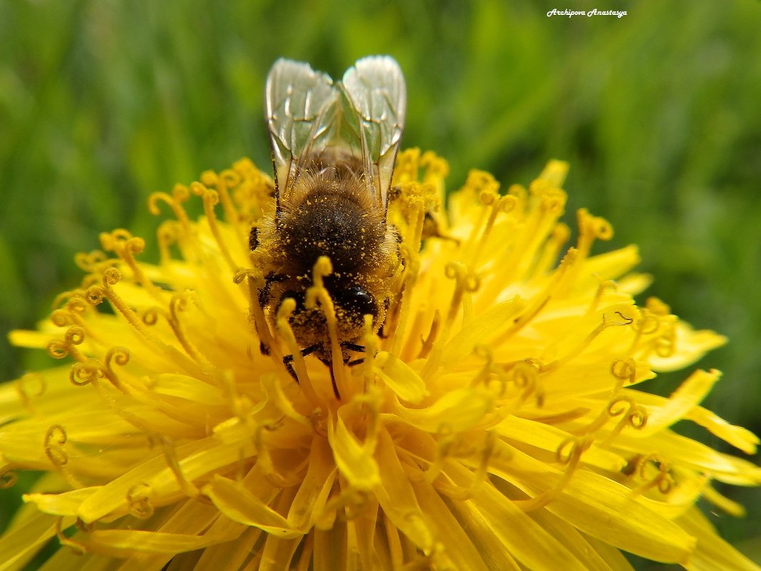 Пчелка на одуванчике - Анастасия Bur