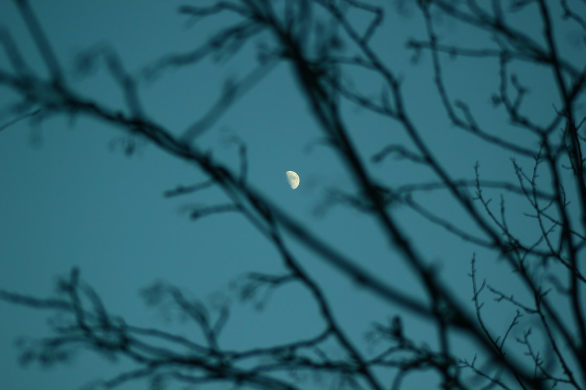 вечерняя луна - евгений Смоленцев