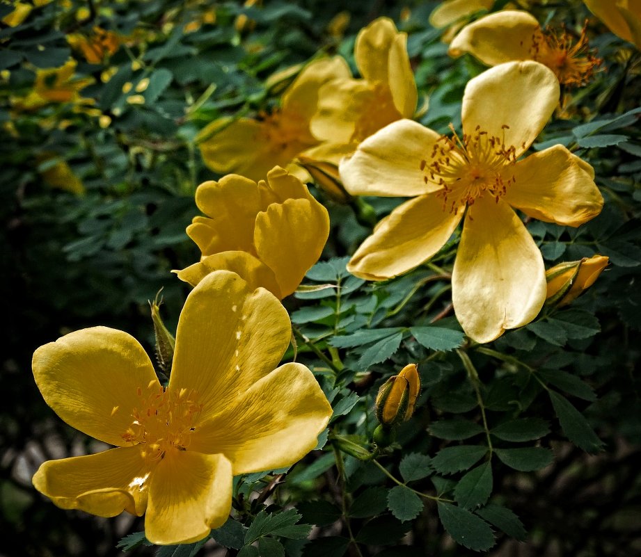 Майские цветы  Ботанического сада-4 - Владимир Бровко