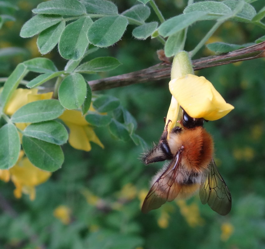 пчела - люба 