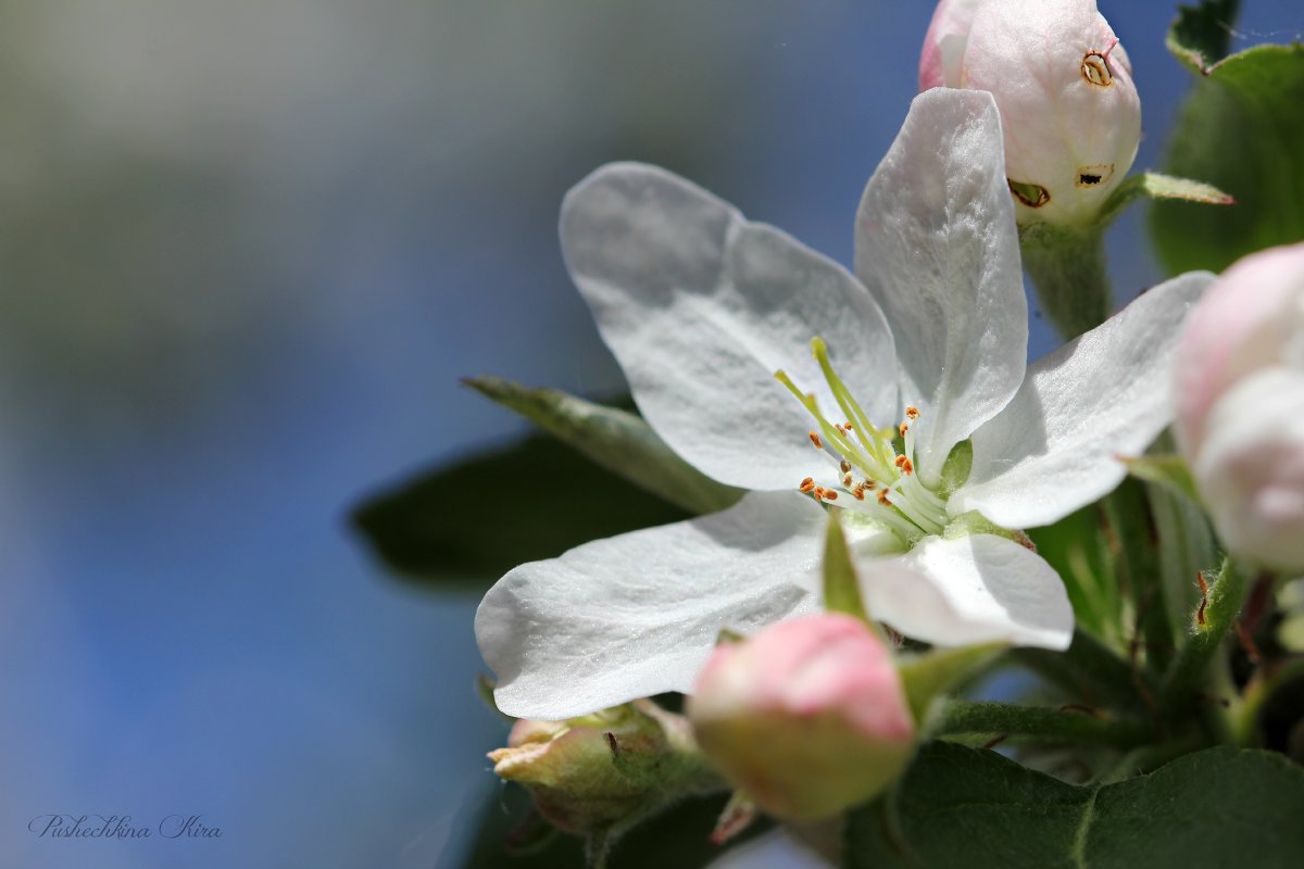 Яблоня в цвету - Кира Пушечкина