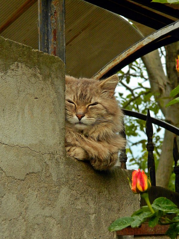 пришел с ночной смены... - Александр Корчемный