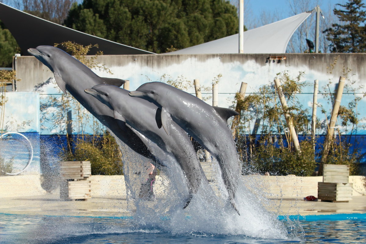 Выступление дельфинов - Анжелика 
