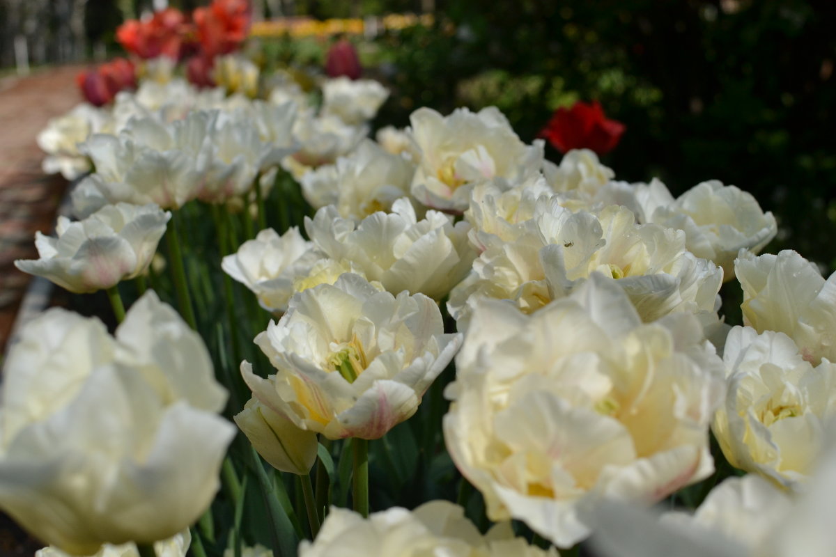 1 мая - Ботанический сад, тюльпаны - Ольга Рыбакова