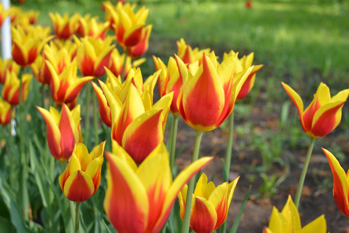 тюльпаны 1 мая в ботаническом саду - Ольга Рыбакова