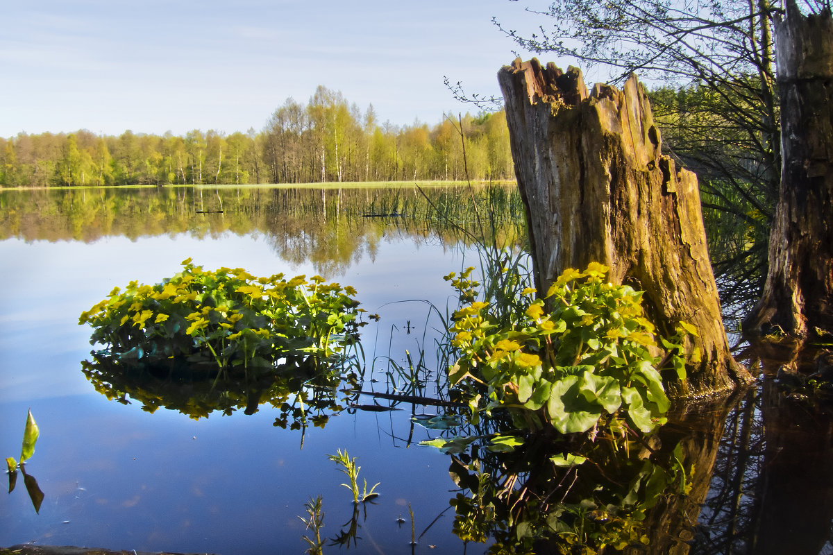 Весна, озеро, цветы - Андрей Черемисов