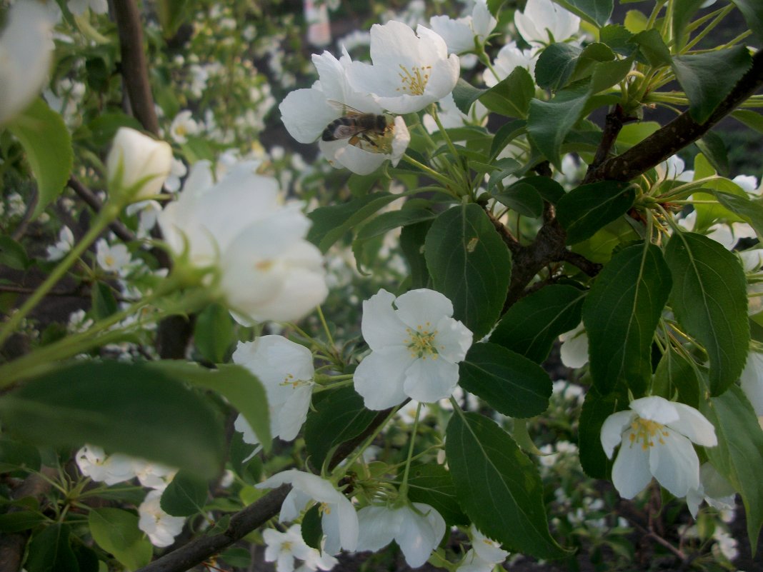 Пчела на яблони - Анна Наумова