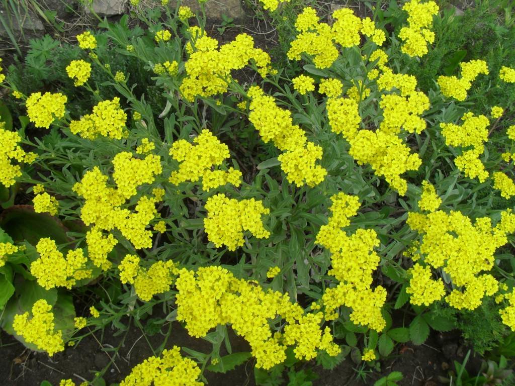 Желтые цветы - Анатолий 