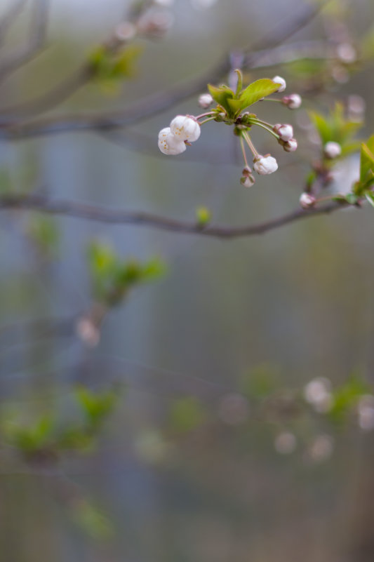 цветение вишни - Dmitry Sharafeev