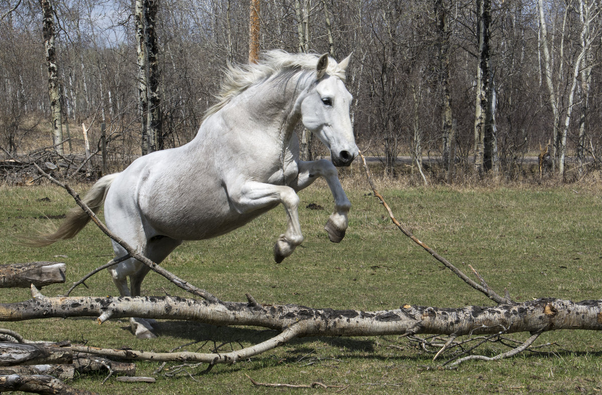 *** - Сергей Бушуев