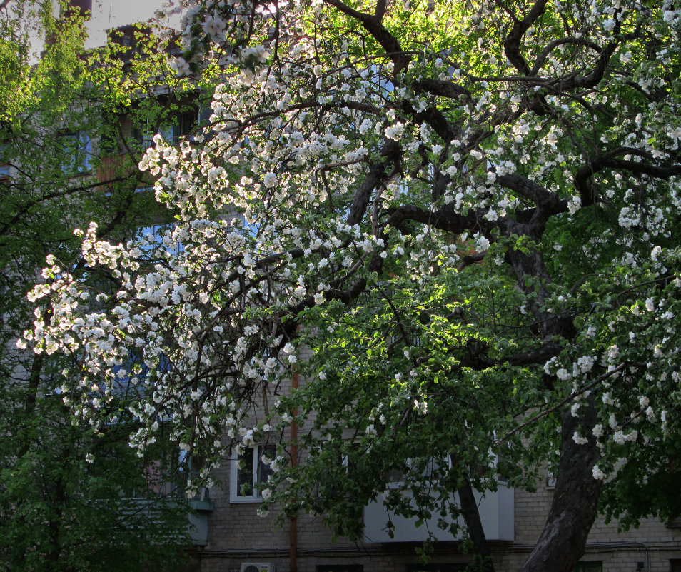 *** - Валентина Береснева