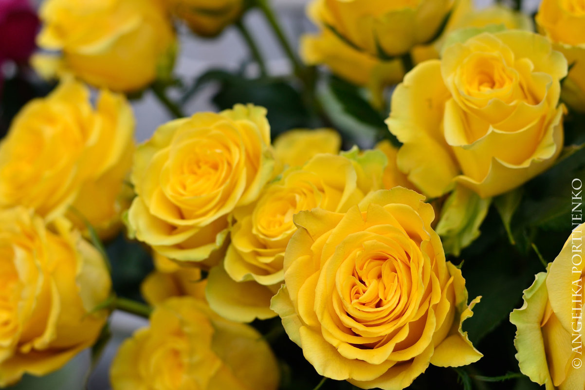 Желтые розы - Lik Nik