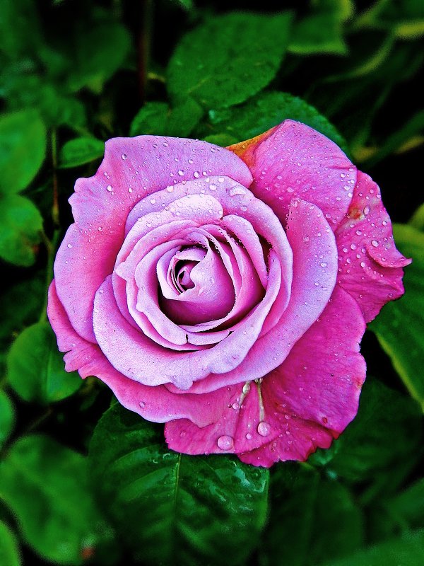 роза Blue Parfum - Александр Корчемный
