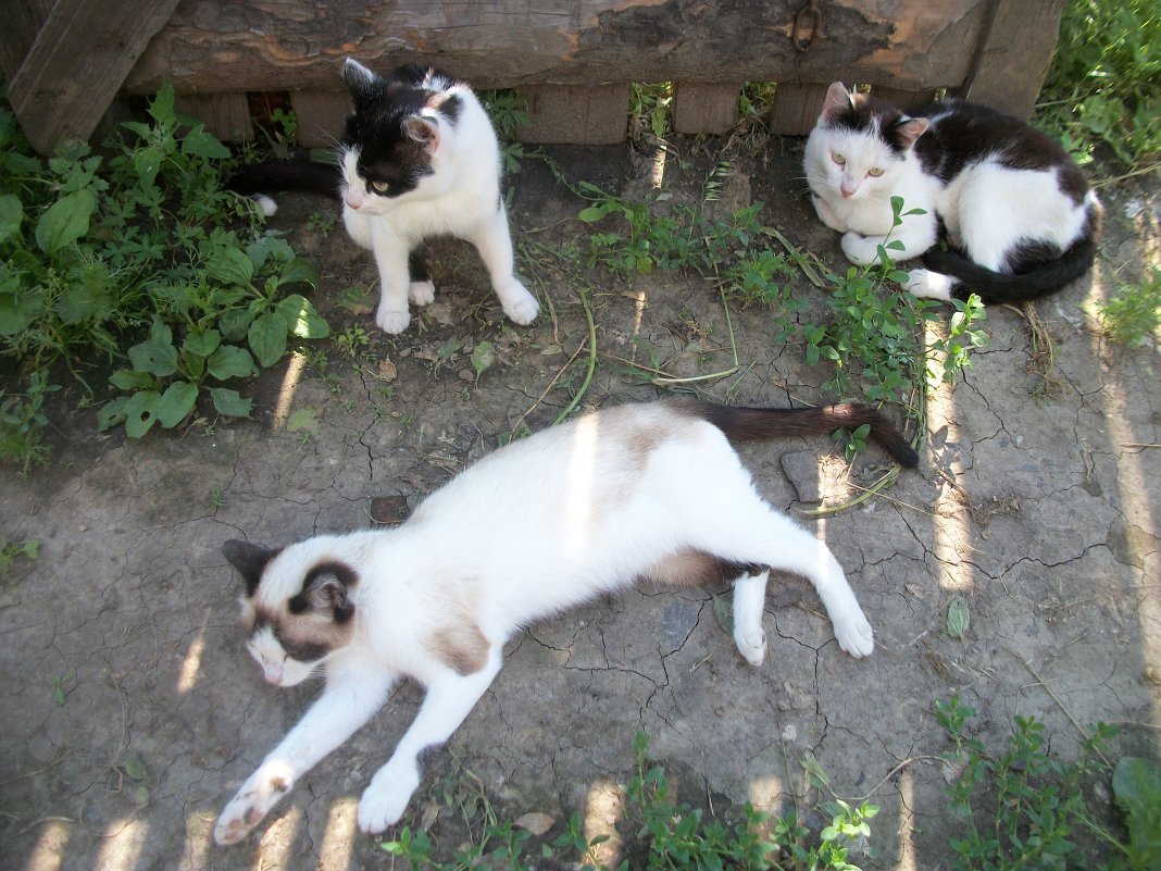 Деревенские кошка и коты - Анна Наумова